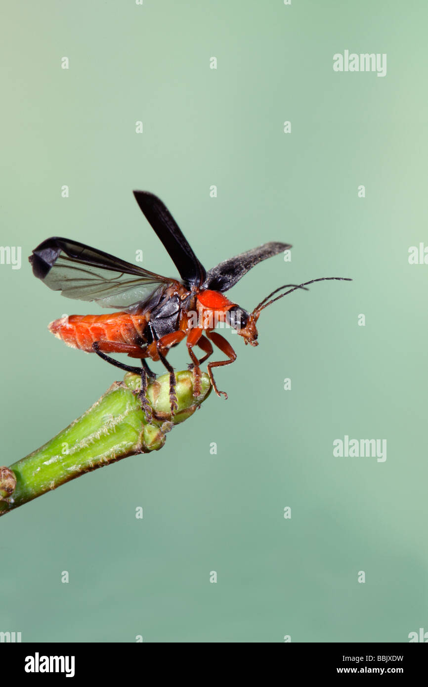 Cantharis rustica in volo Sailor Beetle Foto Stock