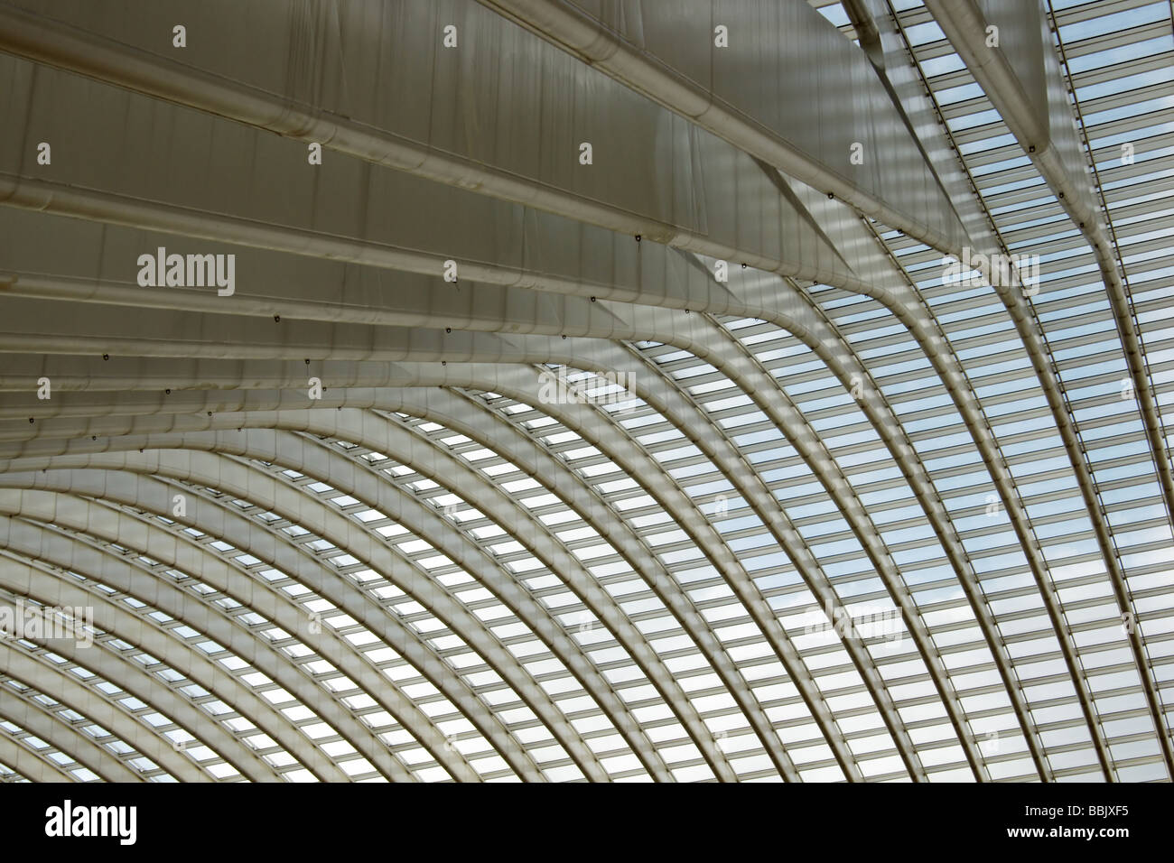 La tettoia a Liegi Guillemins stazione ferroviaria di Liegi, Belgio, progettato dall'architetto Santiago Calatrava Foto Stock