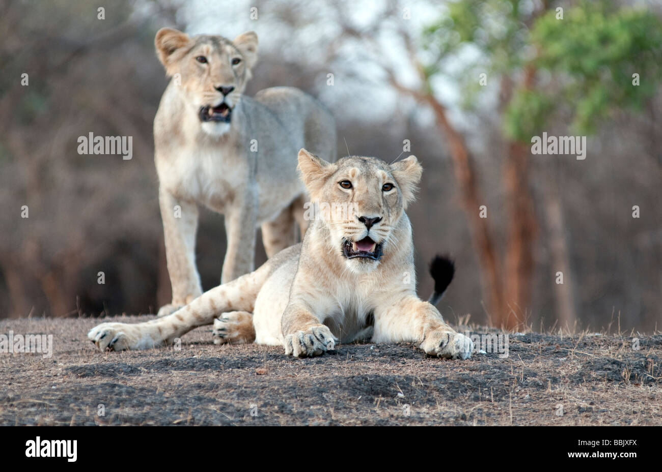 Lion Cubs giacente permanente sasan Gir Foto Stock