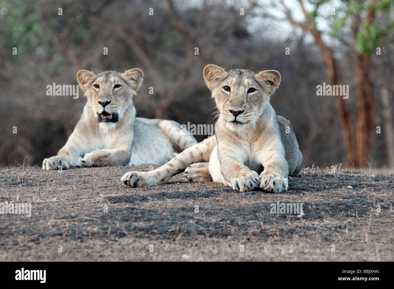 Lion Cubs Sasan Gir Foto Stock