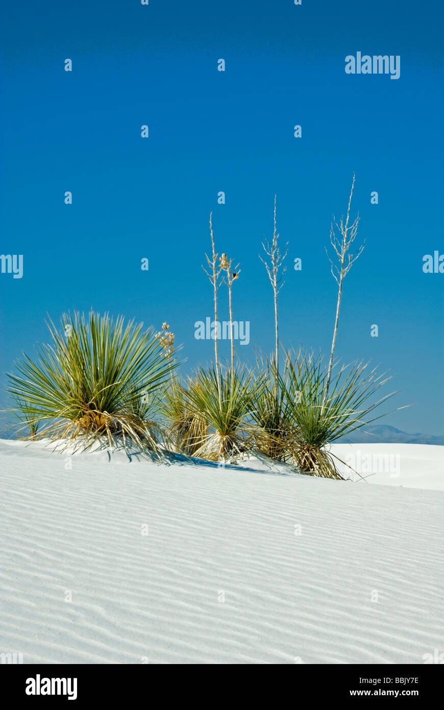 Stati Uniti d'America Messico Nuovo White Sands National Monument alba sulle dune scultura yucca Foto Stock