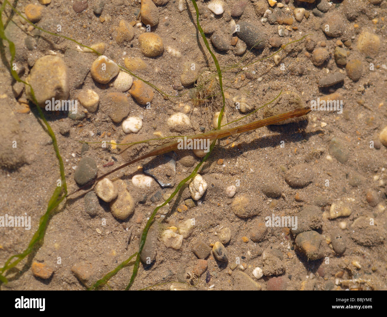 Butterfish, Pholis gunnellus Foto Stock