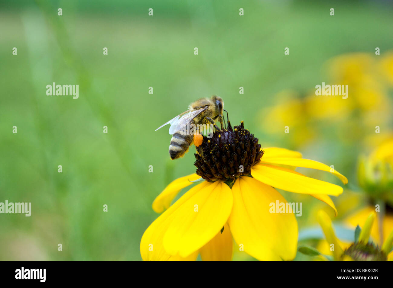 Honeybee Apis mellifera di atterraggio su un fiore di un pomeriggio d'estate. bee, fiore verde natura, insetti, atterraggio fly Foto Stock