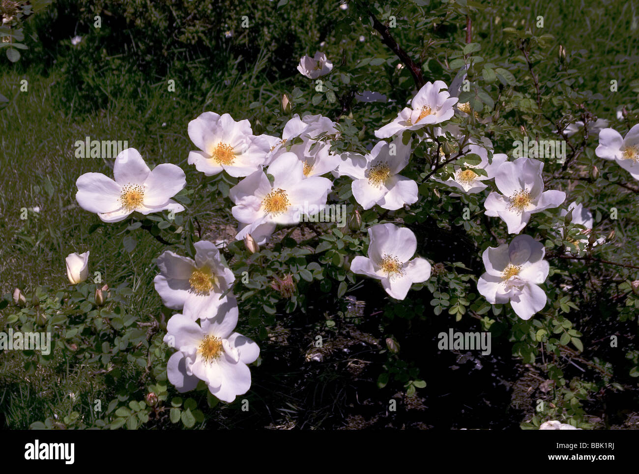 Rosa;moderno rosa ad arbusto;'Nevada';intrico di fiori;introdotto in1927; Foto Stock