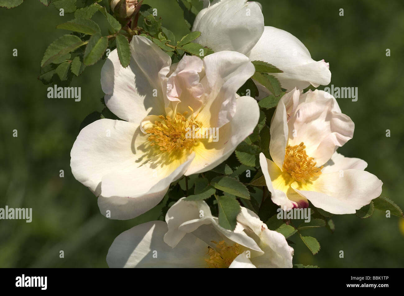 Rosa;moderno rosa ad arbusto;'Nevada';Quattro fiori;introdotto in1927; Foto Stock