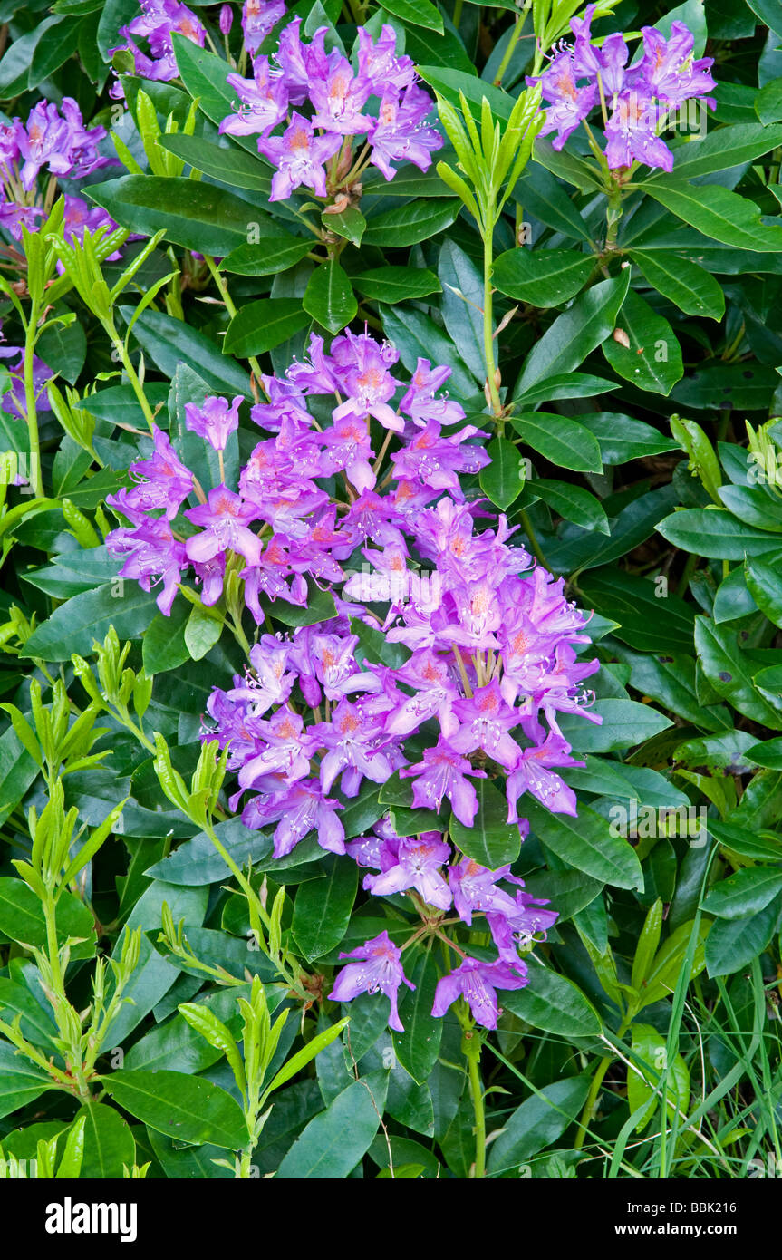 Rhododendron: Rhododendron ponticum. Foto Stock