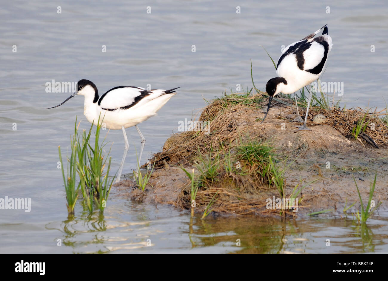 Una coppia di avocette (Recurvirostra avosetta) tendono il loro nido nelle paludi Elmley riserva naturale. Foto Stock