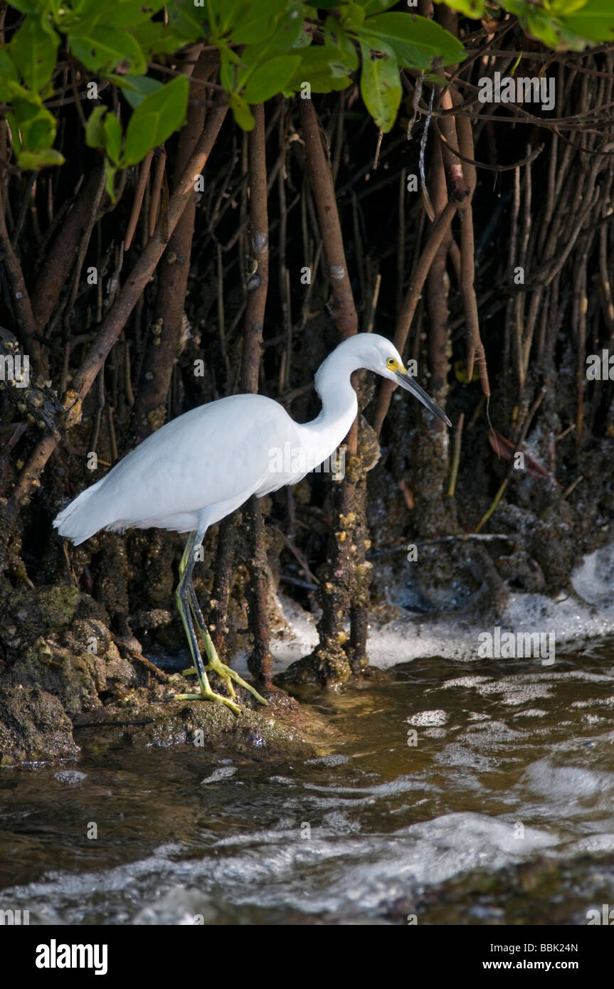 Piccolo airone cenerino: Egretta caerulea. Immaturo Foto Stock