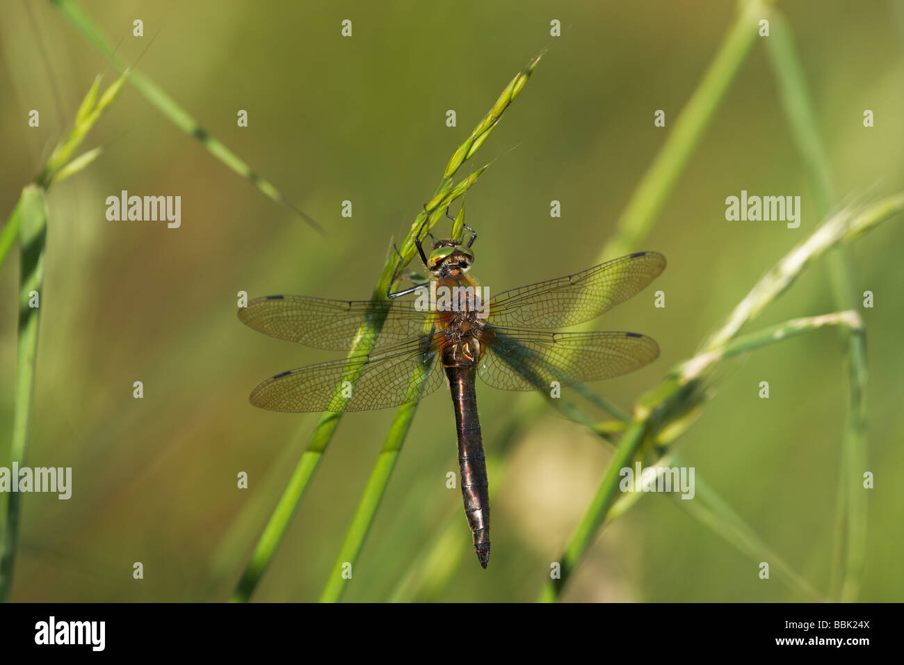 Roverella Libellula Smeraldo appollaiato in erba alta Foto Stock