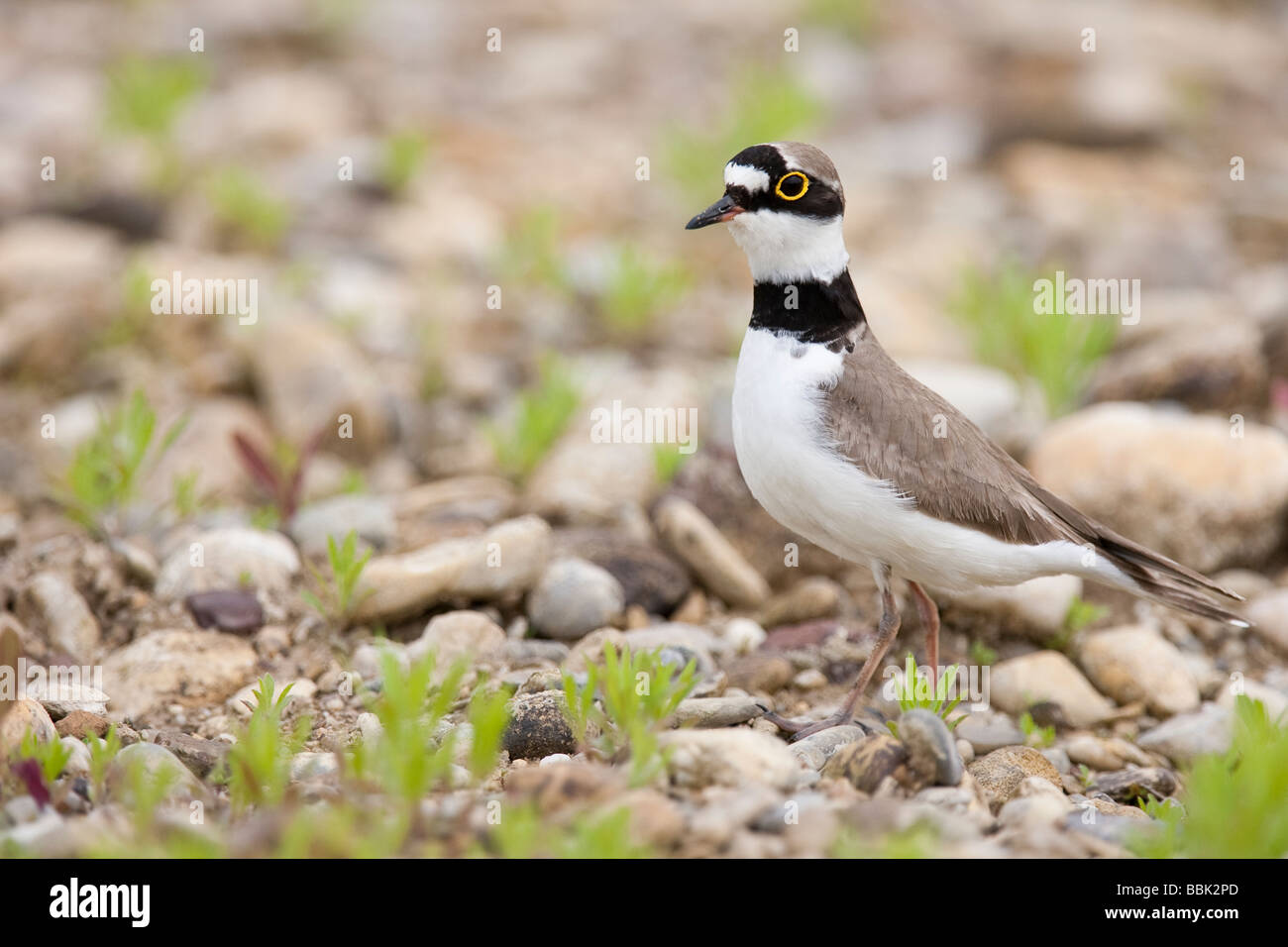 Flußregenpfeifer Charadrius dubius poco inanellato Plover Baviera Germania Foto Stock