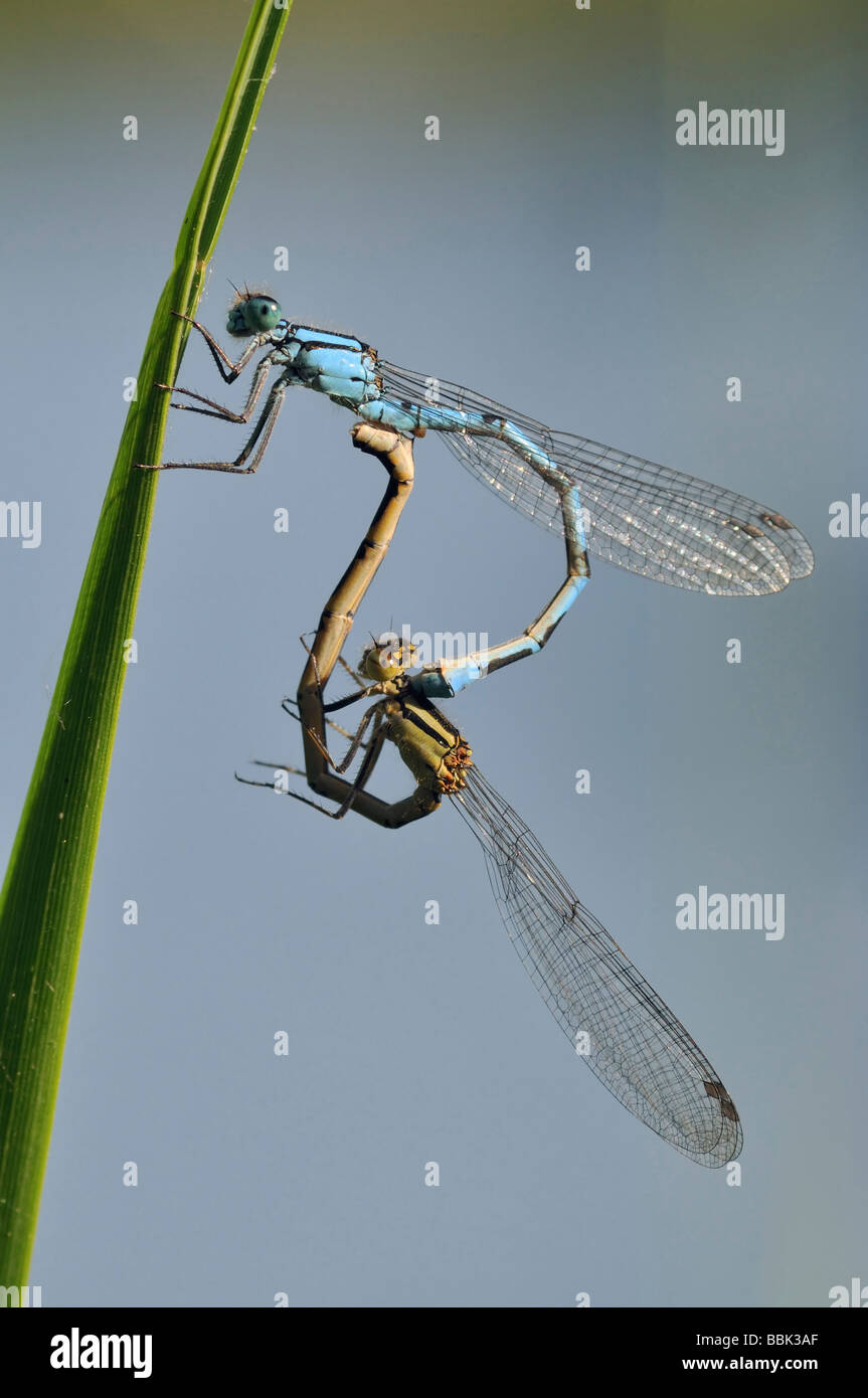 Comune Damselfly blu Enallagma cyathigerum coppia coniugata sulla foglia di erba Foto Stock