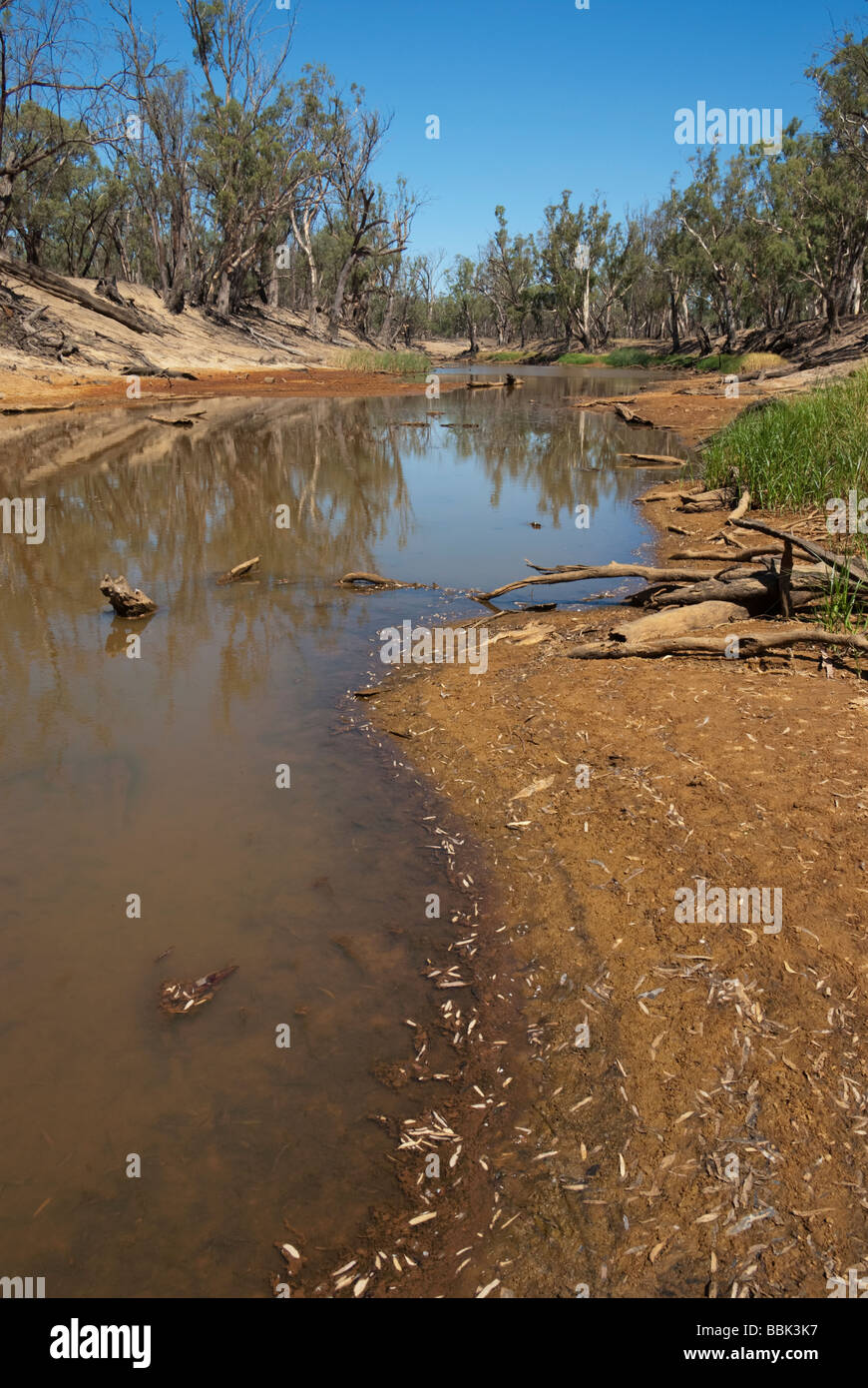 Il danno ambientale in Australia il fiume Wakool Foto Stock