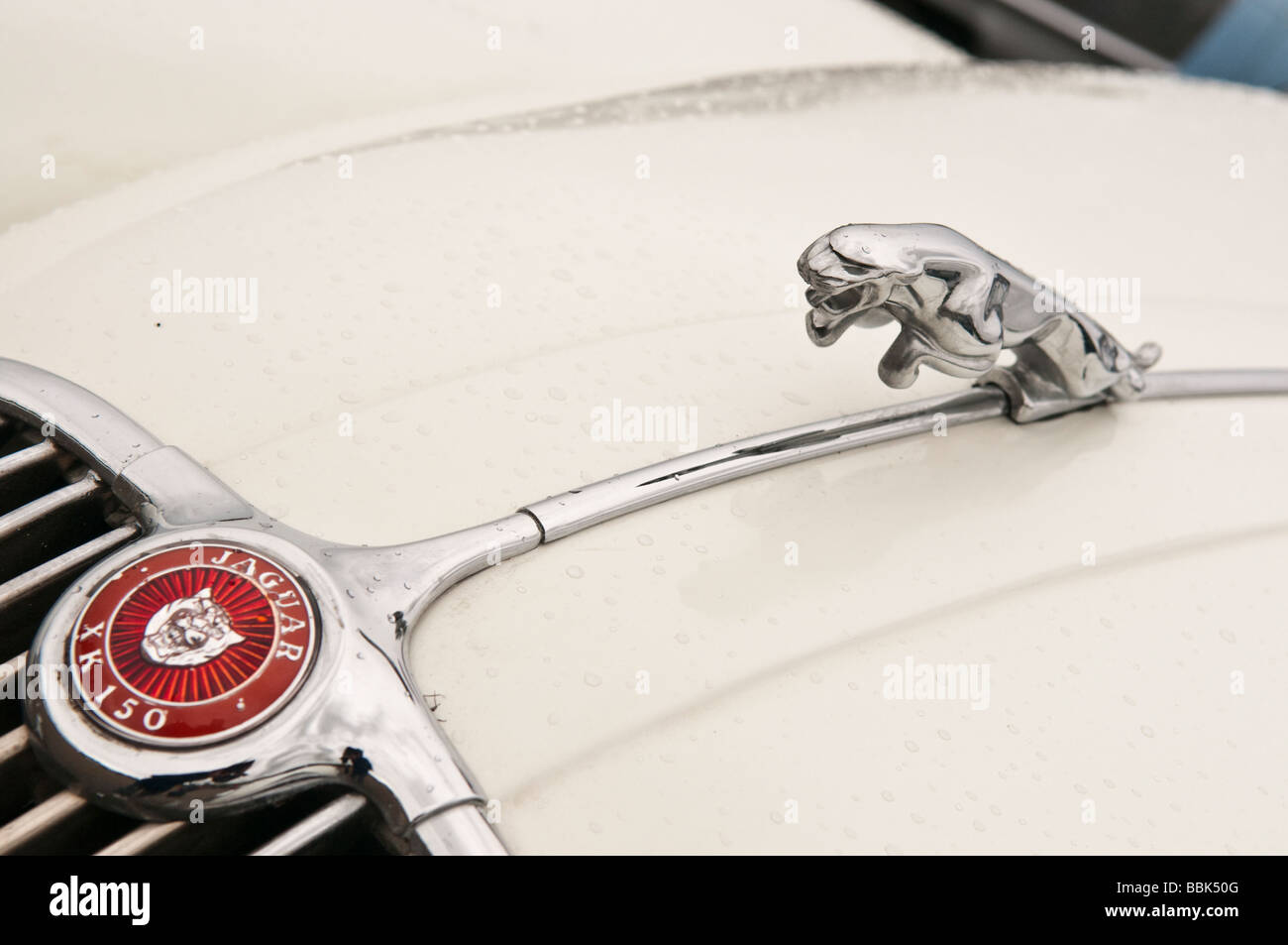 Monogramma anteriore e la mascotte di una Jaguar XK150, fabbricata tra 1957 e 1961, coperto con una leggera pioggia Foto Stock