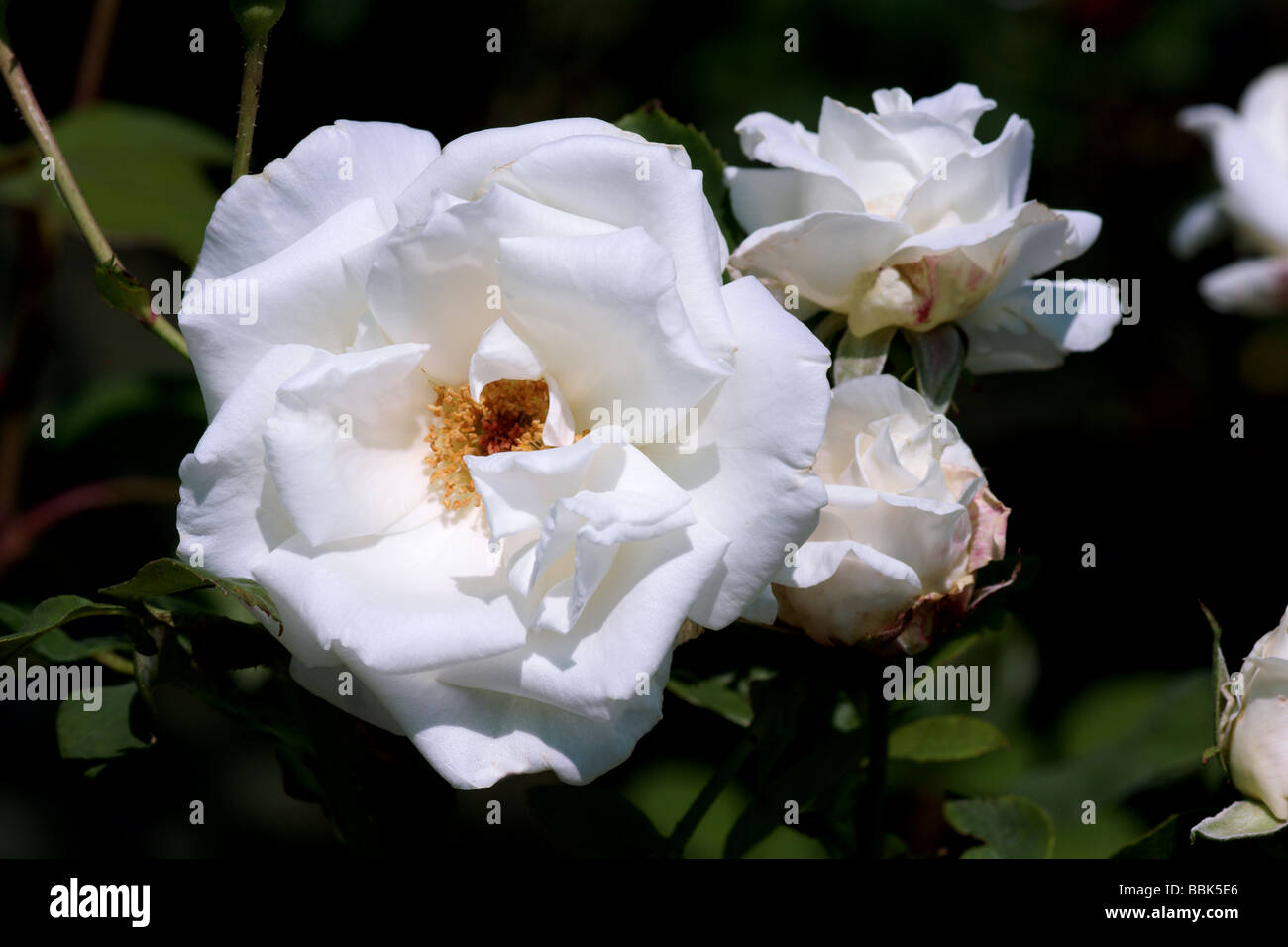 Rosa;rosa ad arbusto;'Michele Torr';singolo fiore con due gemme. Foto Stock