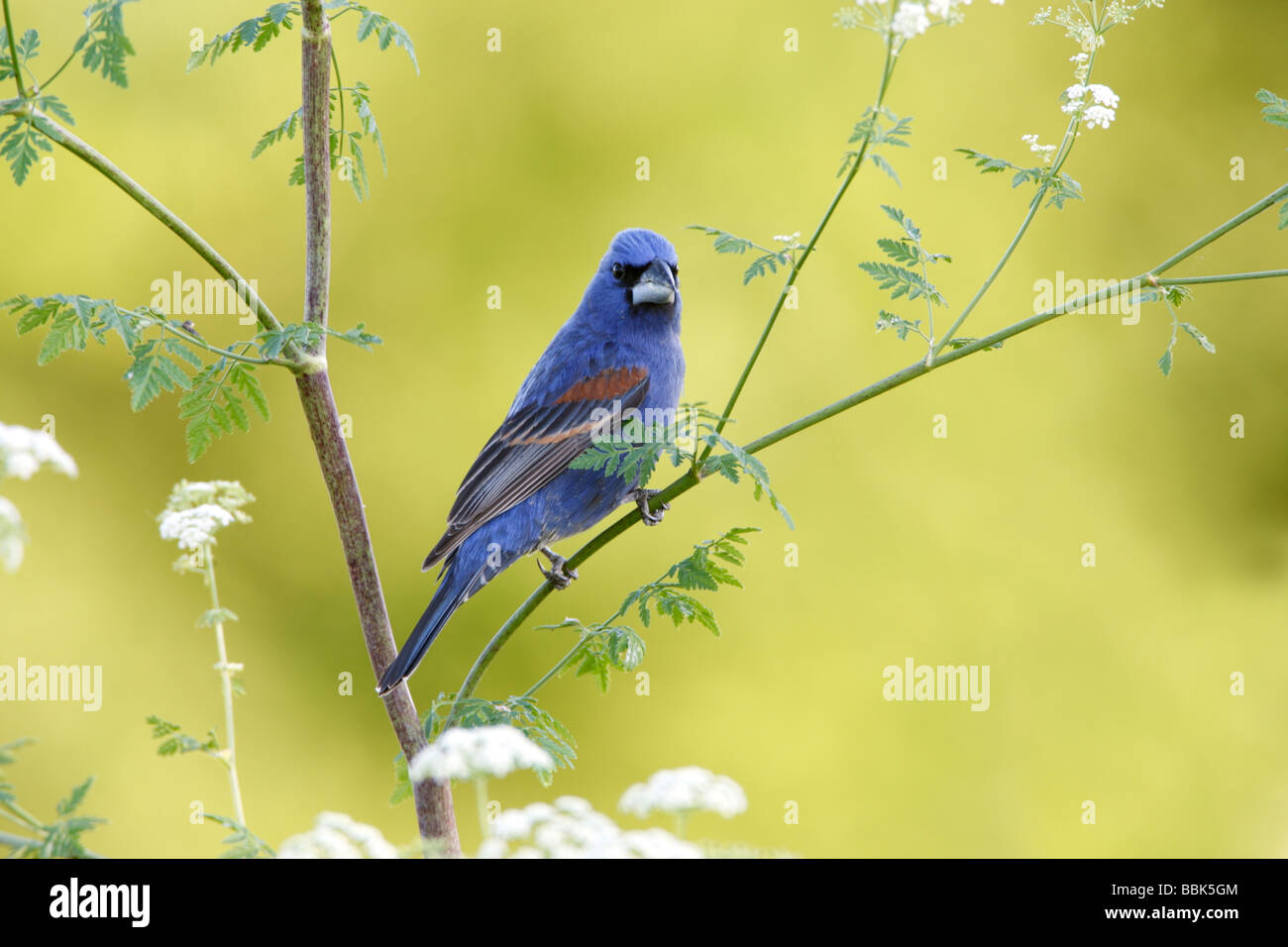 Blue Grosbeak appollaiato sul veleno la cicuta Blossoms Foto Stock