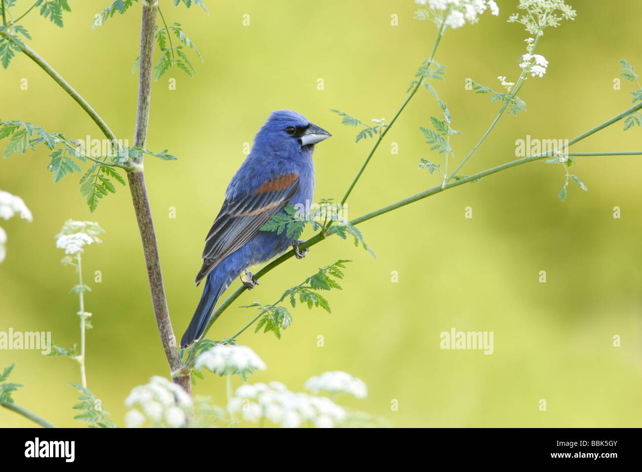 Blue Grosbeak appollaiato sul veleno la cicuta Blossoms Foto Stock