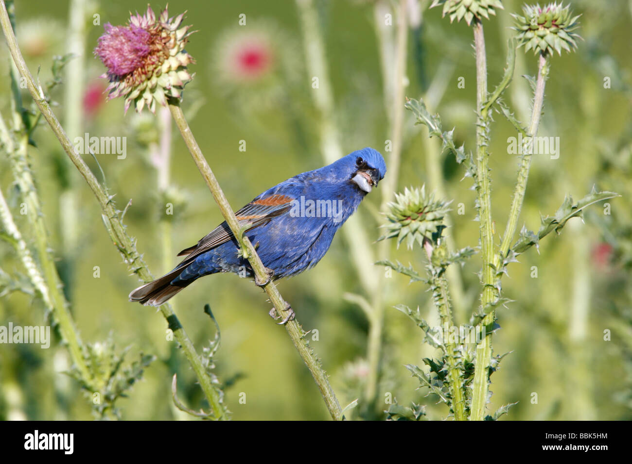 Blue Grosbeak arroccato su Thistle Wildlfower Blossoms Foto Stock