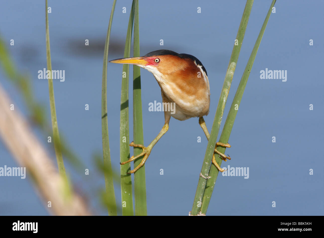 Almeno Tarabuso Foto Stock