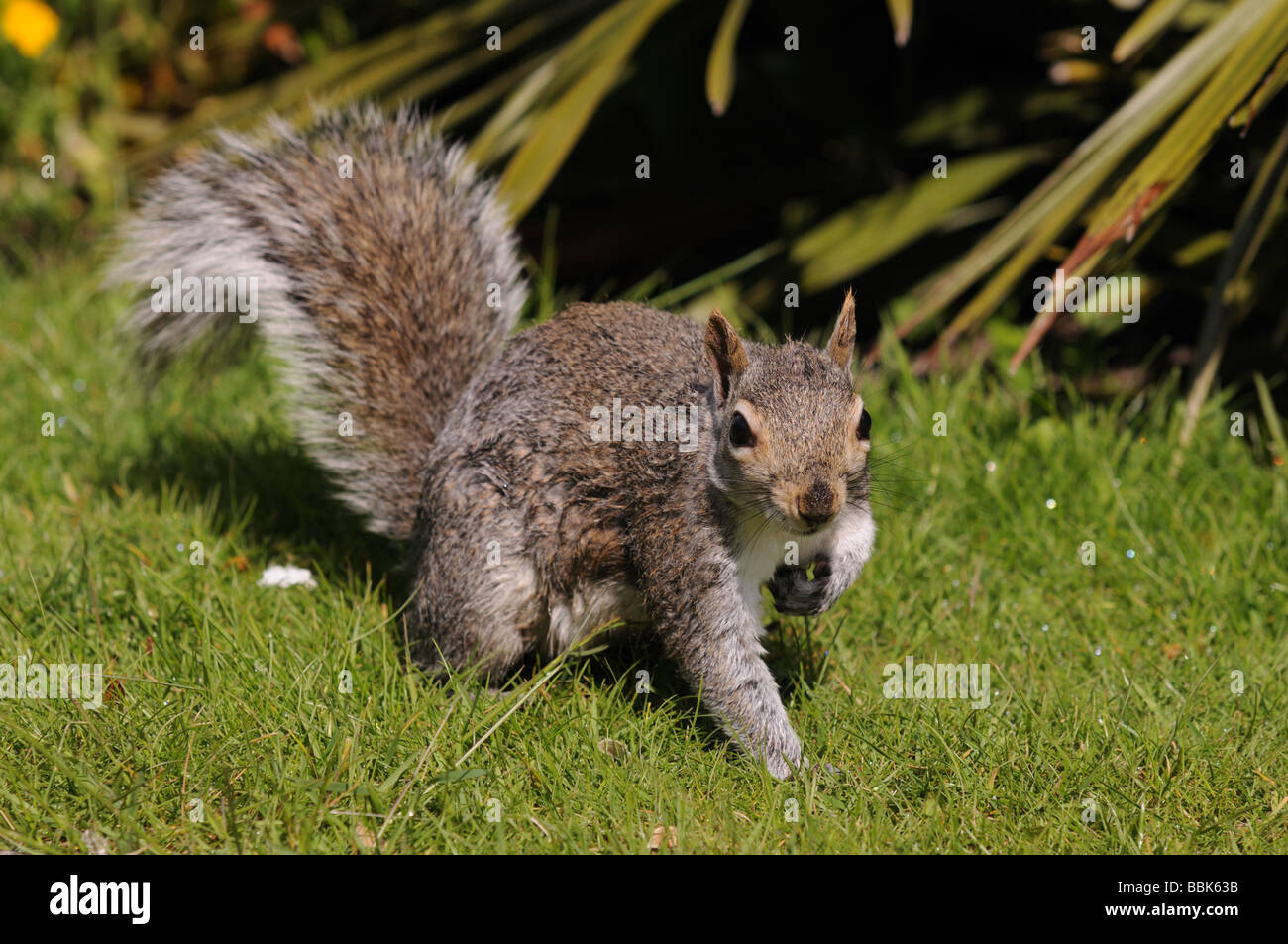 Scoiattolo grigio Sciurus vulgaris in posizione di parcheggio Foto Stock