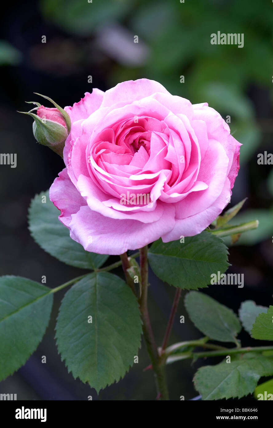 Rosa;rosa ad arbusto;"Gertrude Jekyll';Fiore con apertura bud. Foto Stock