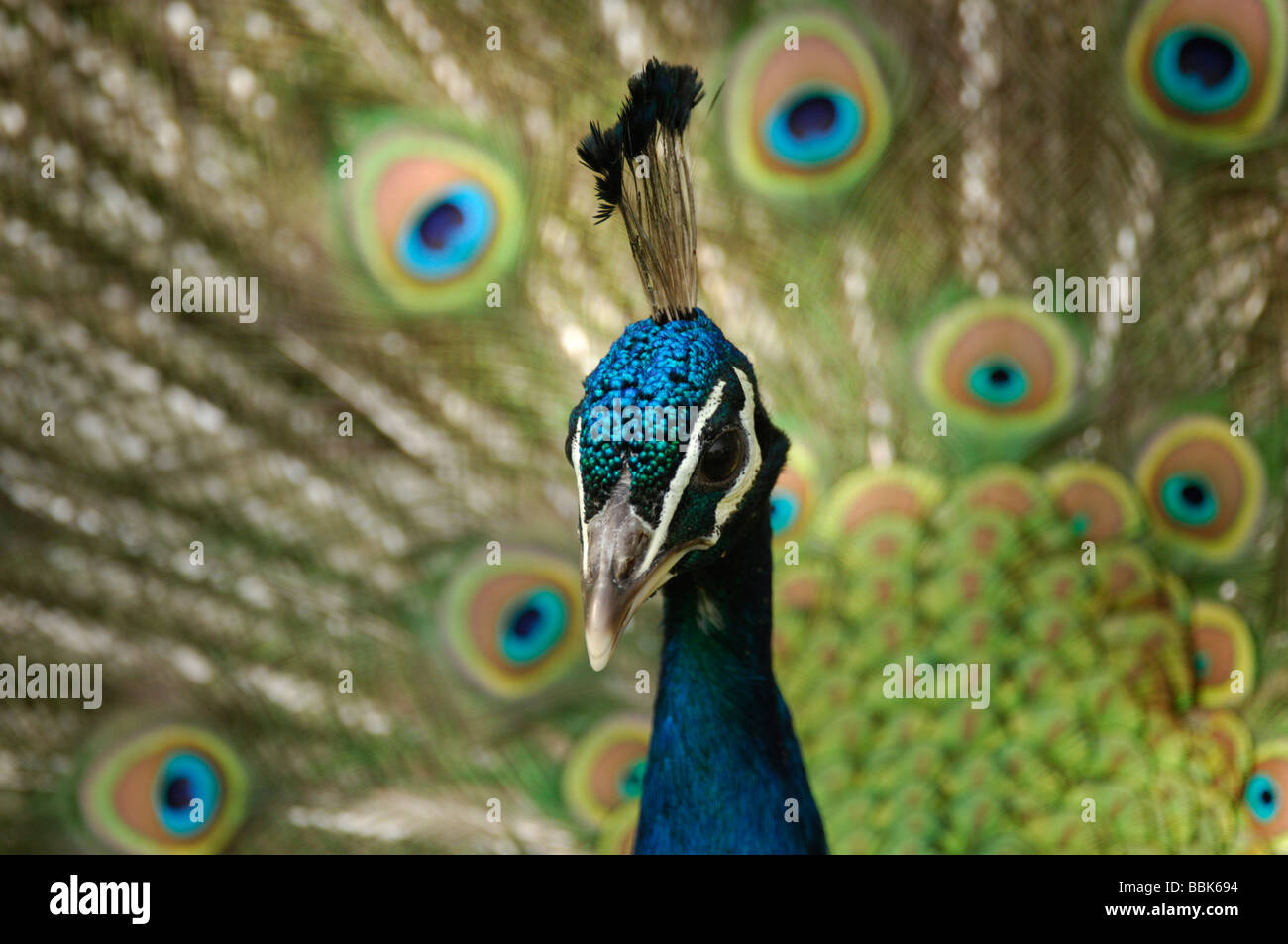 Peacock Pavo cristatus visualizzazione di piume Essex Foto Stock