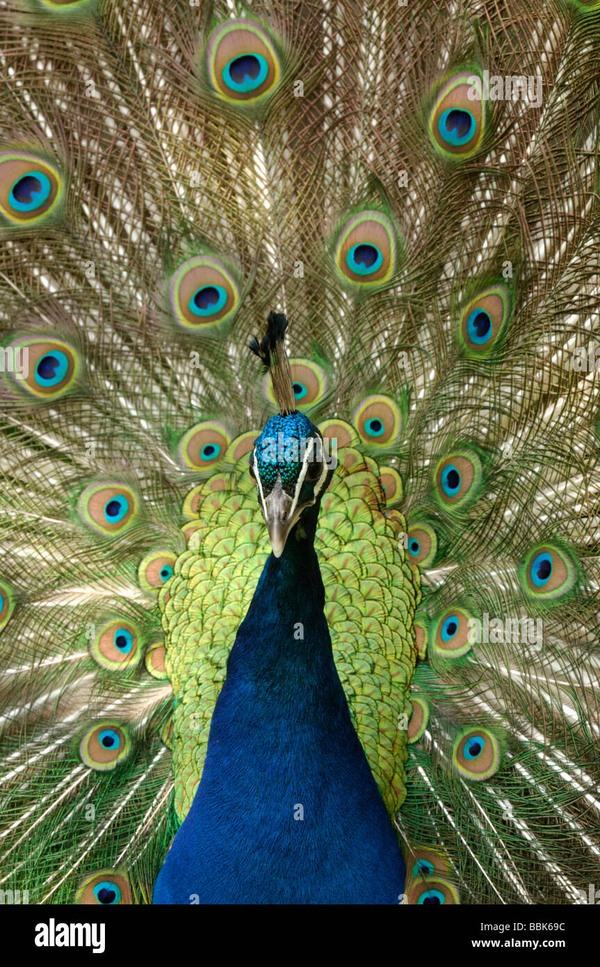 Peacock Pavo cristatus visualizzazione di piume Essex Foto Stock
