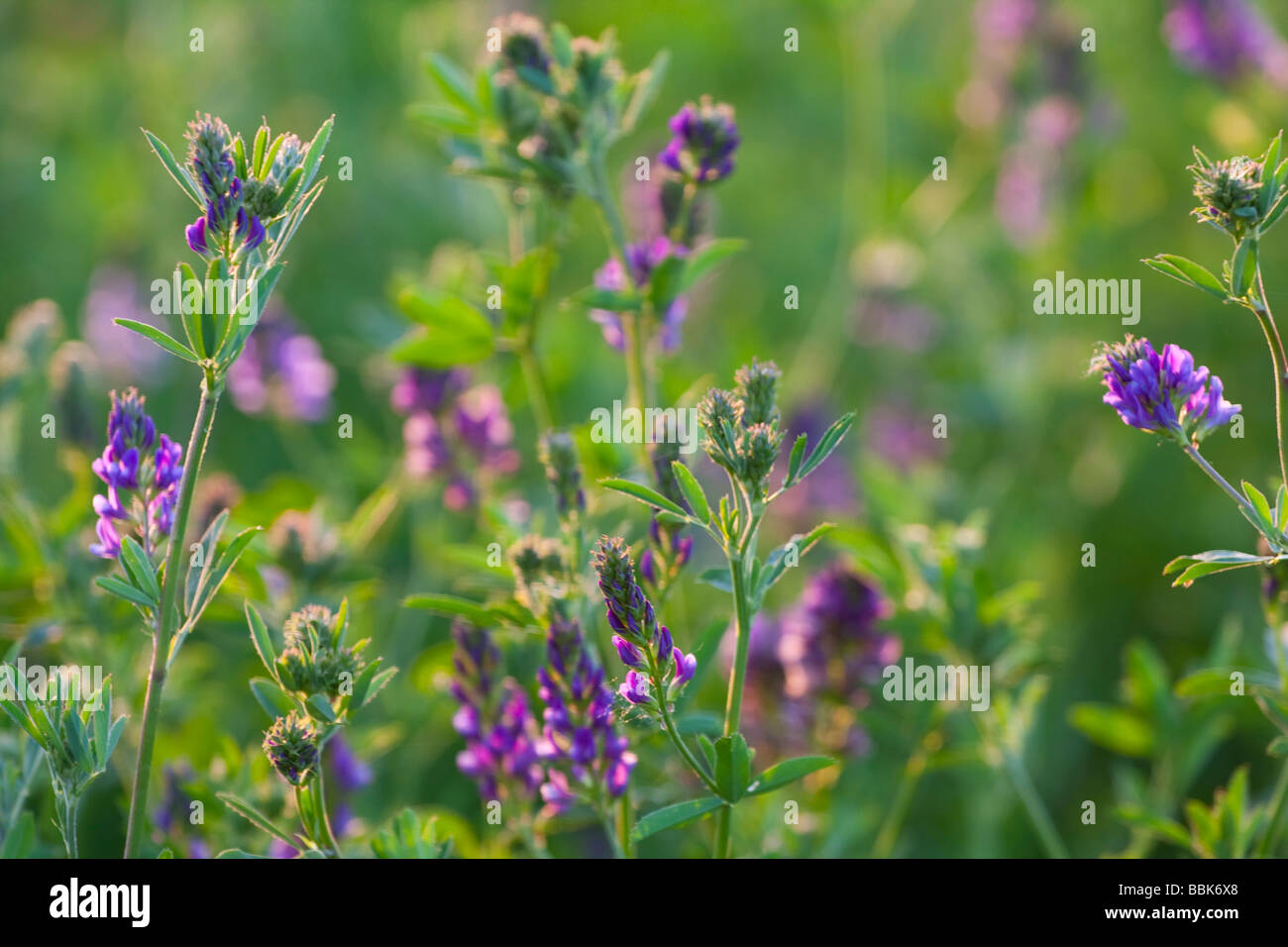 Primo piano di Alfalfa (Medicago sativa) fiorisce in un campo, evidenziando i vibranti fiori viola e il verde fogliame nella luce dell'ora d'oro. Foto Stock