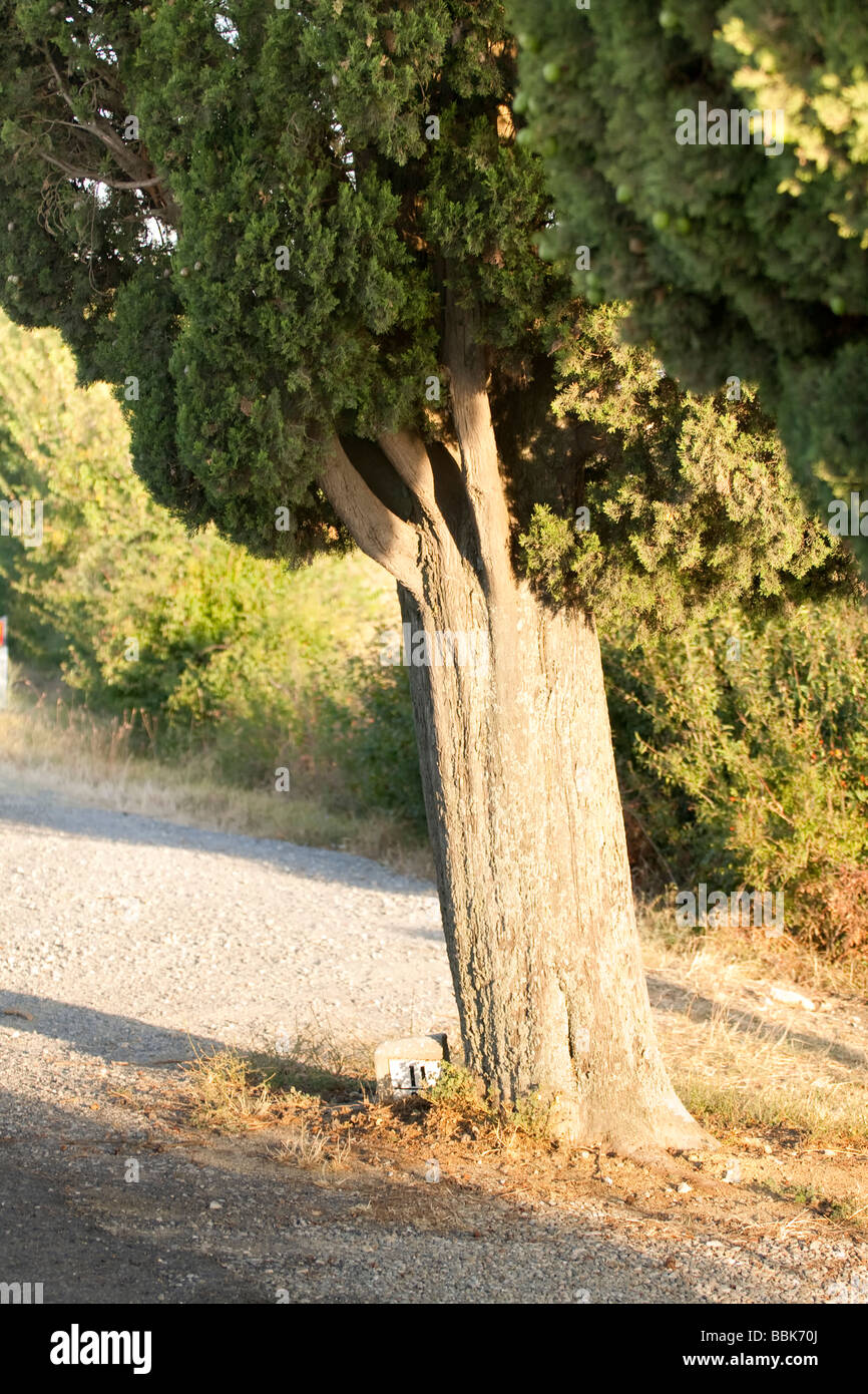 Cipresso illuminato dal sole in Toscana. Foto Stock