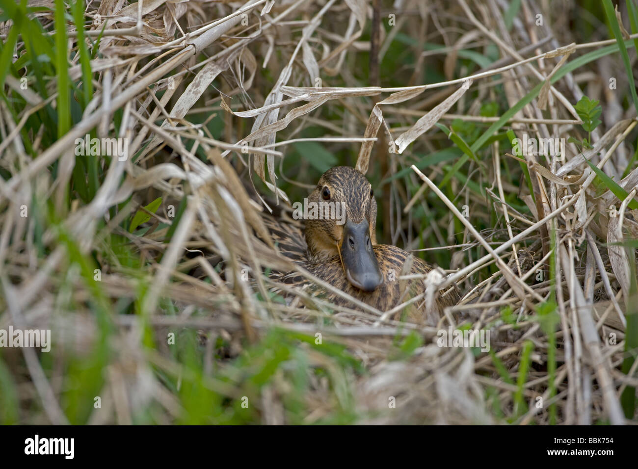 Il germano reale (Anas platyrhynchos) femmina sul nido - New York - USA - che si trovano in qualunque habitat umido da città parchi di tundra stagni Foto Stock