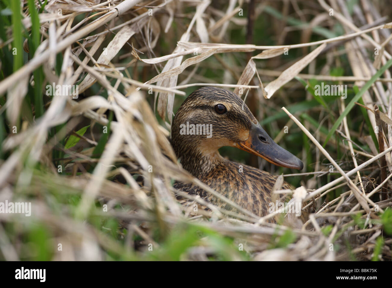 Il germano reale (Anas platyrhynchos) femmina sul nido - New York - USA - che si trovano in qualunque habitat umido da città parchi di tundra stagni Foto Stock