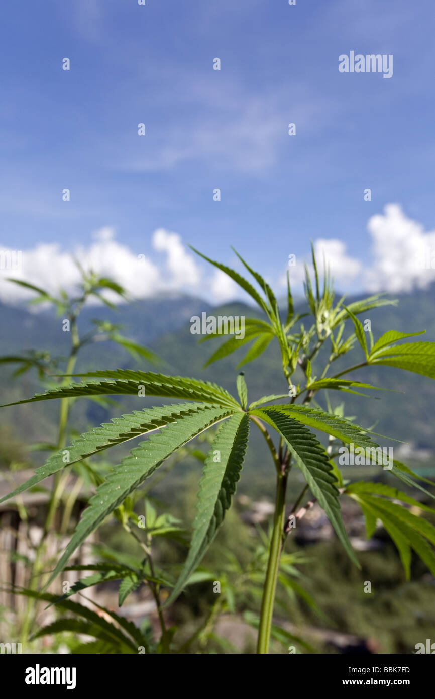 Pianta di cannabis. Manikaran Parvati Valley. Himachal Pradesh. India Foto Stock