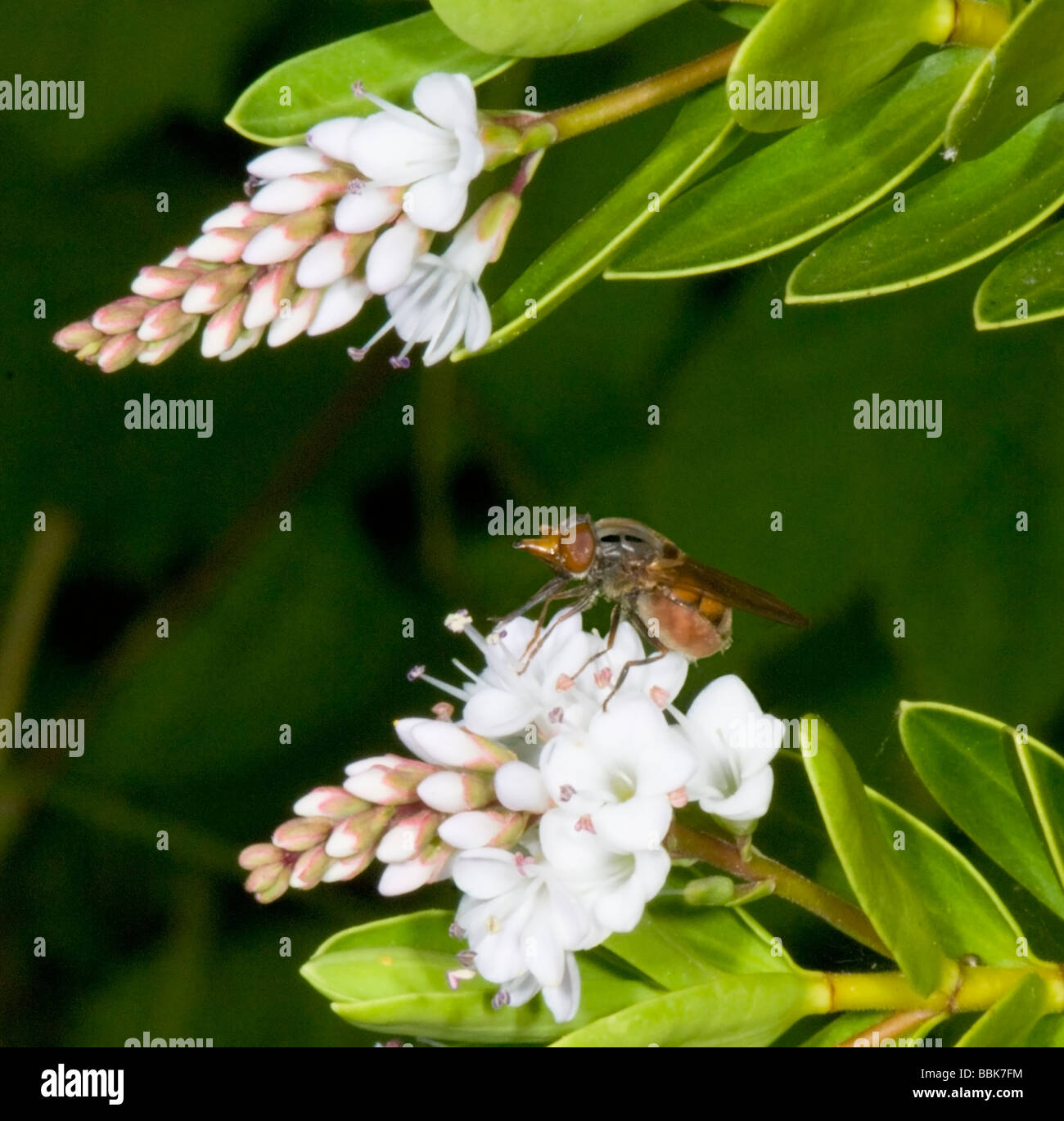 Duck fatturati Hoverfly Rhingia campestris sul fiore bianco Surrey UK Foto Stock