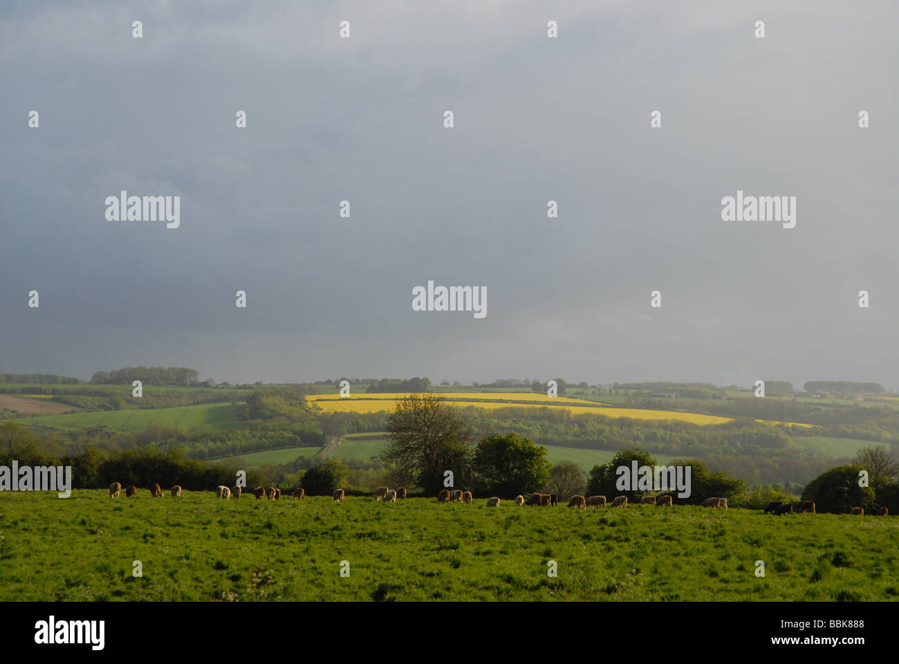 Cotswold drammatico paesaggio, con nubi e pioggia, vicino Naunton, Gloucestershire, Inghilterra Foto Stock