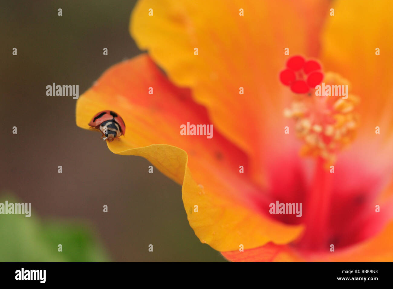 La coccinella nel selvaggio e coloratissimi hibiscus di paese tropicale della Malesia Foto Stock