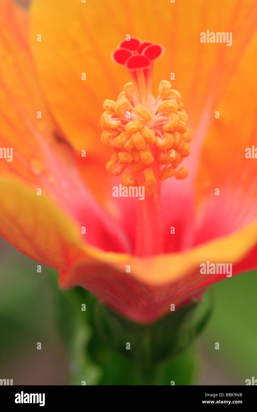 Wild e coloratissimi hibiscus di paese tropicale della Malesia Foto Stock