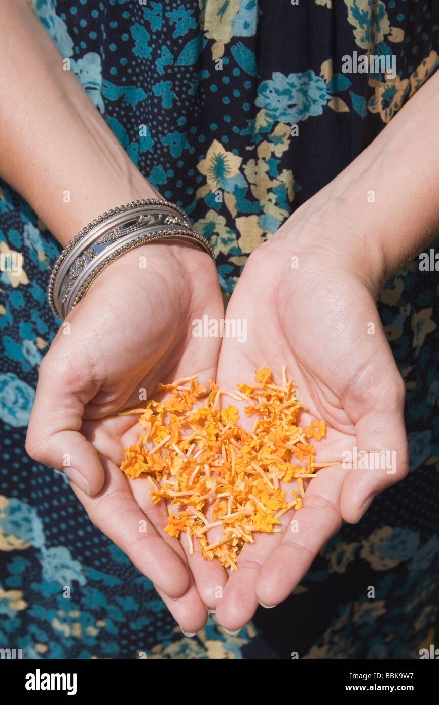 Donna s mani piccoli fiori gialli Foto Stock