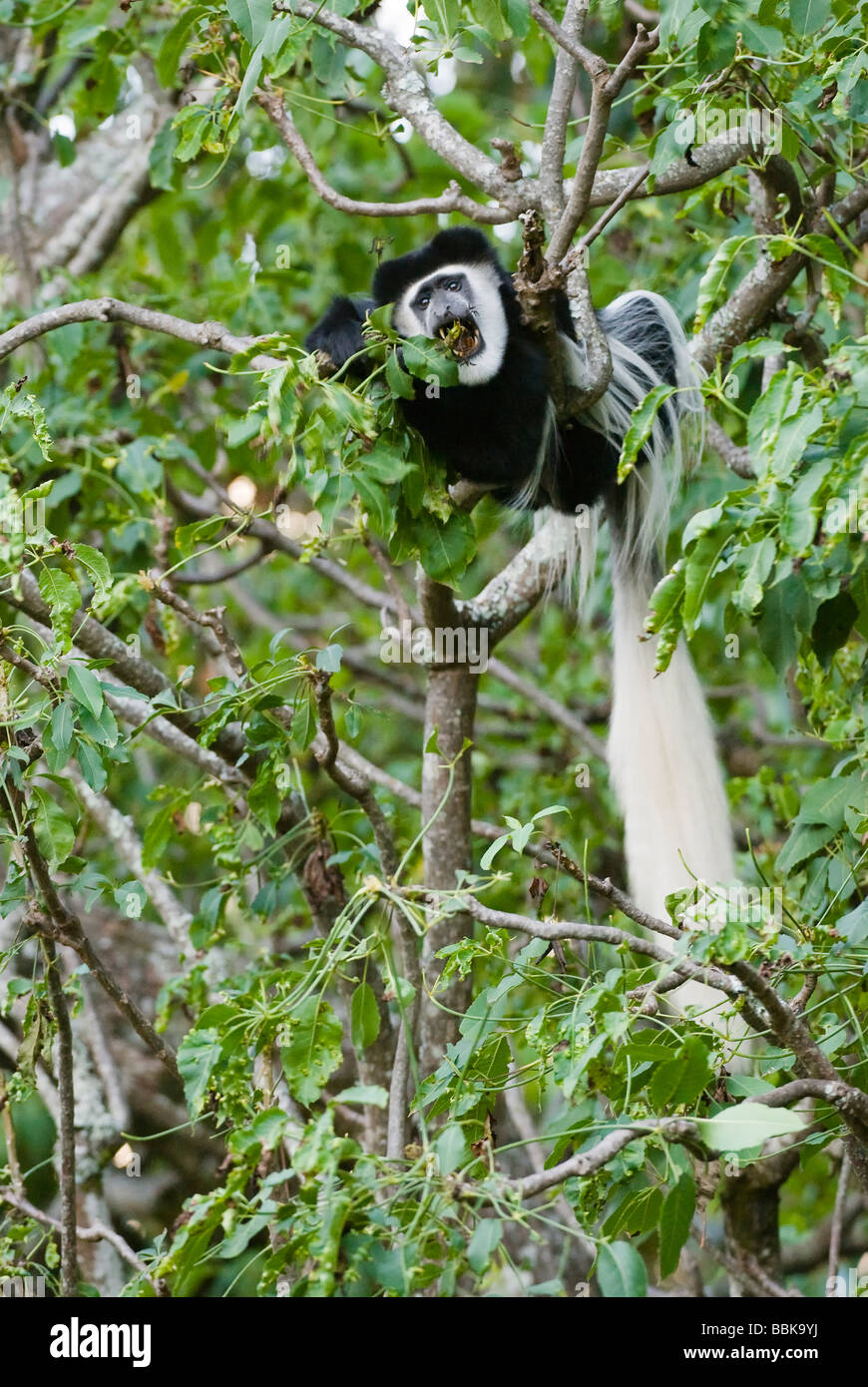 Black and White Colobus Colobus guereza MONTE KENYA PARCO NAZIONALE DEL KENYA Africa orientale Foto Stock