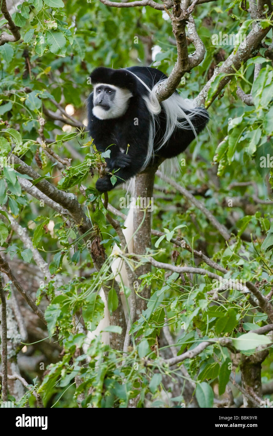 Black and White Colobus Colobus guereza MONTE KENYA PARCO NAZIONALE DEL KENYA Africa orientale Foto Stock