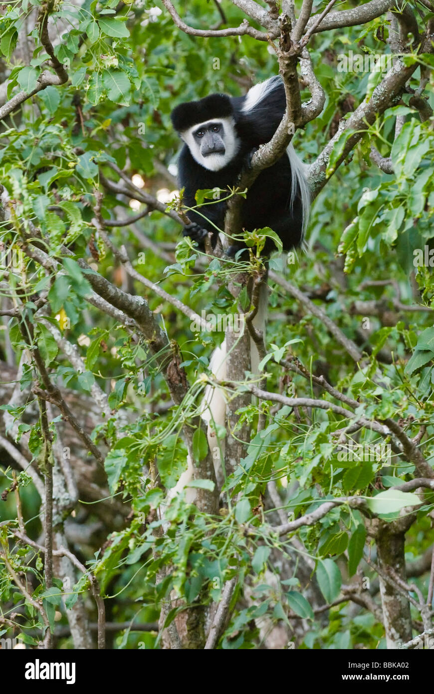 Black and White Colobus Colobus guereza MONTE KENYA PARCO NAZIONALE DEL KENYA Africa orientale Foto Stock