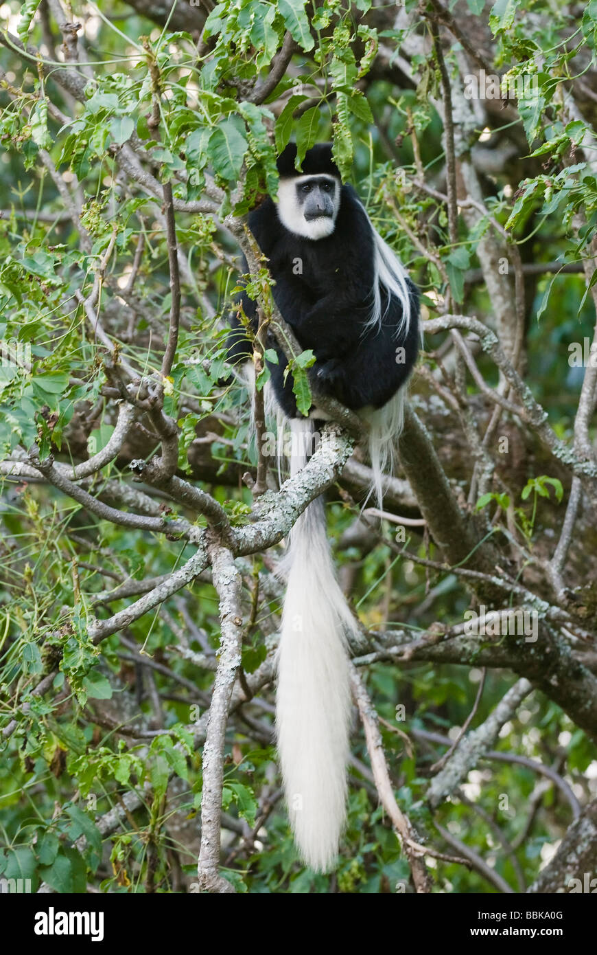 Black and White Colobus Colobus guereza MONTE KENYA PARCO NAZIONALE DEL KENYA Africa orientale Foto Stock