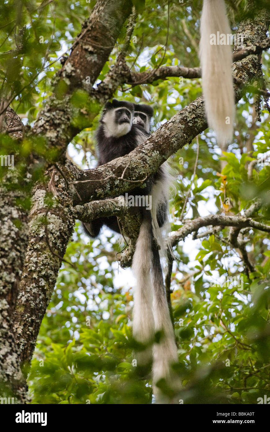 Black and White Colobus Colobus guereza MONTE KENYA PARCO NAZIONALE DEL KENYA Africa orientale Foto Stock