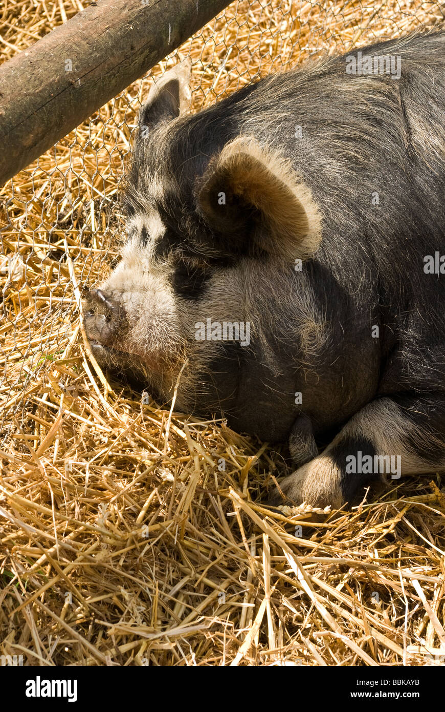 Un grande dozes di maiale al sole Foto Stock