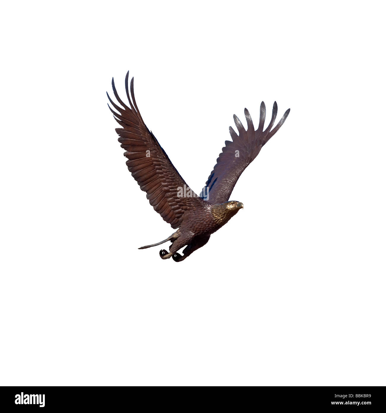 Flying Eagle intaglio su sfondo bianco Foto Stock