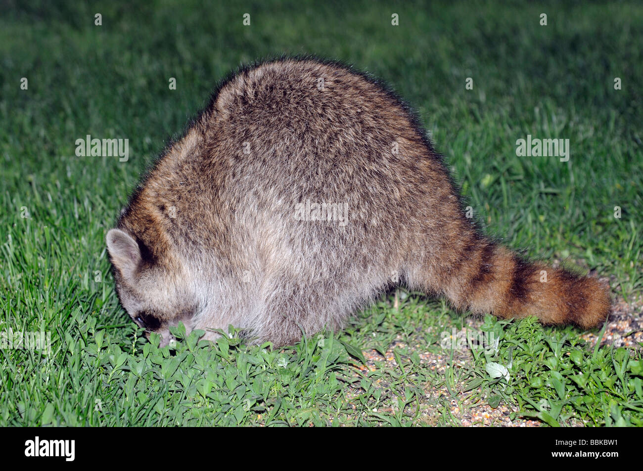 North American Raccoon foraggio per il cibo in un'Illinois Urban garden Foto Stock