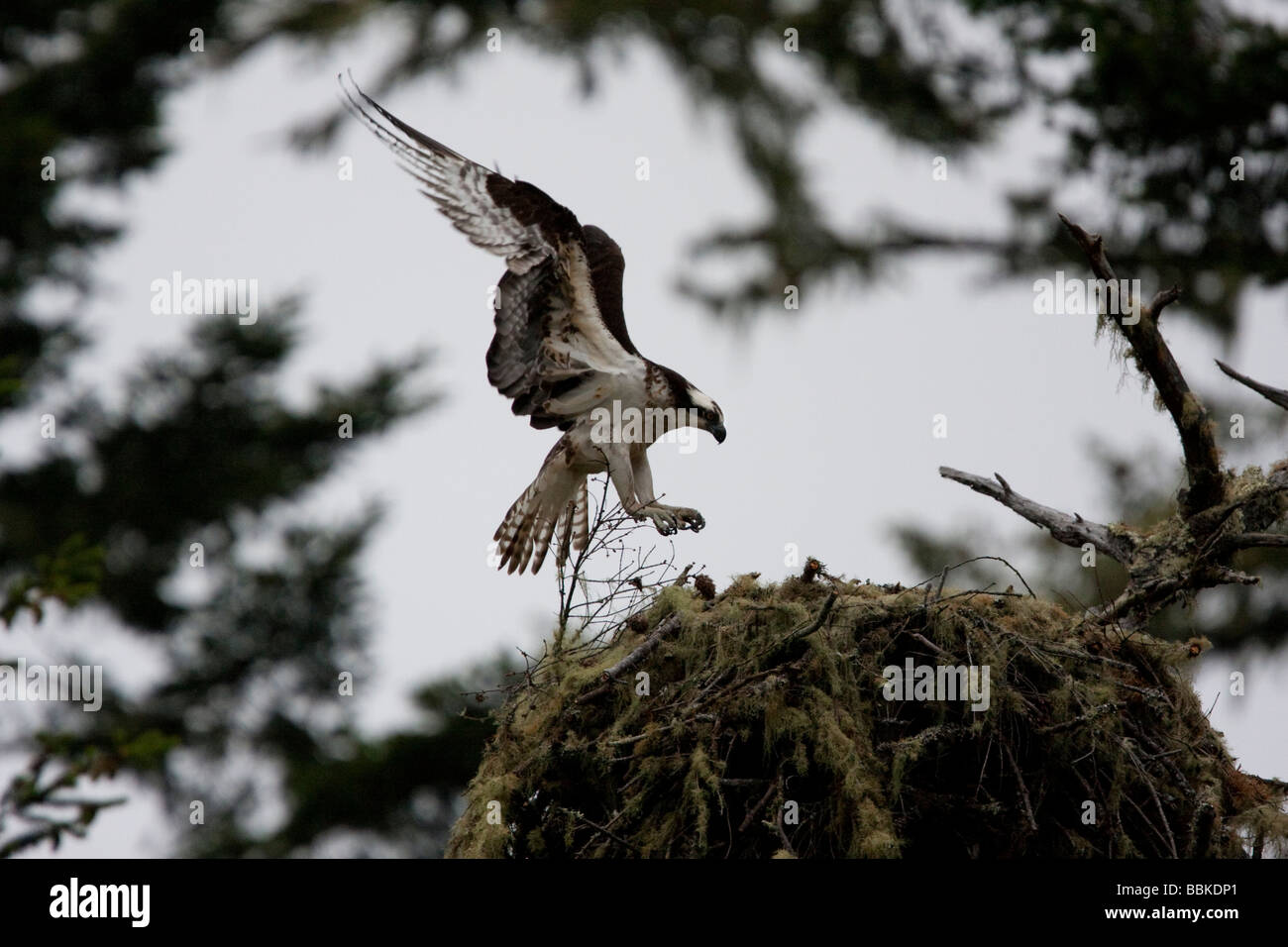 Osprey lo sbarco sul suo nido su un nebbioso giorno, Point Reyes National Seashore, CALIFORNIA, STATI UNITI D'AMERICA Foto Stock
