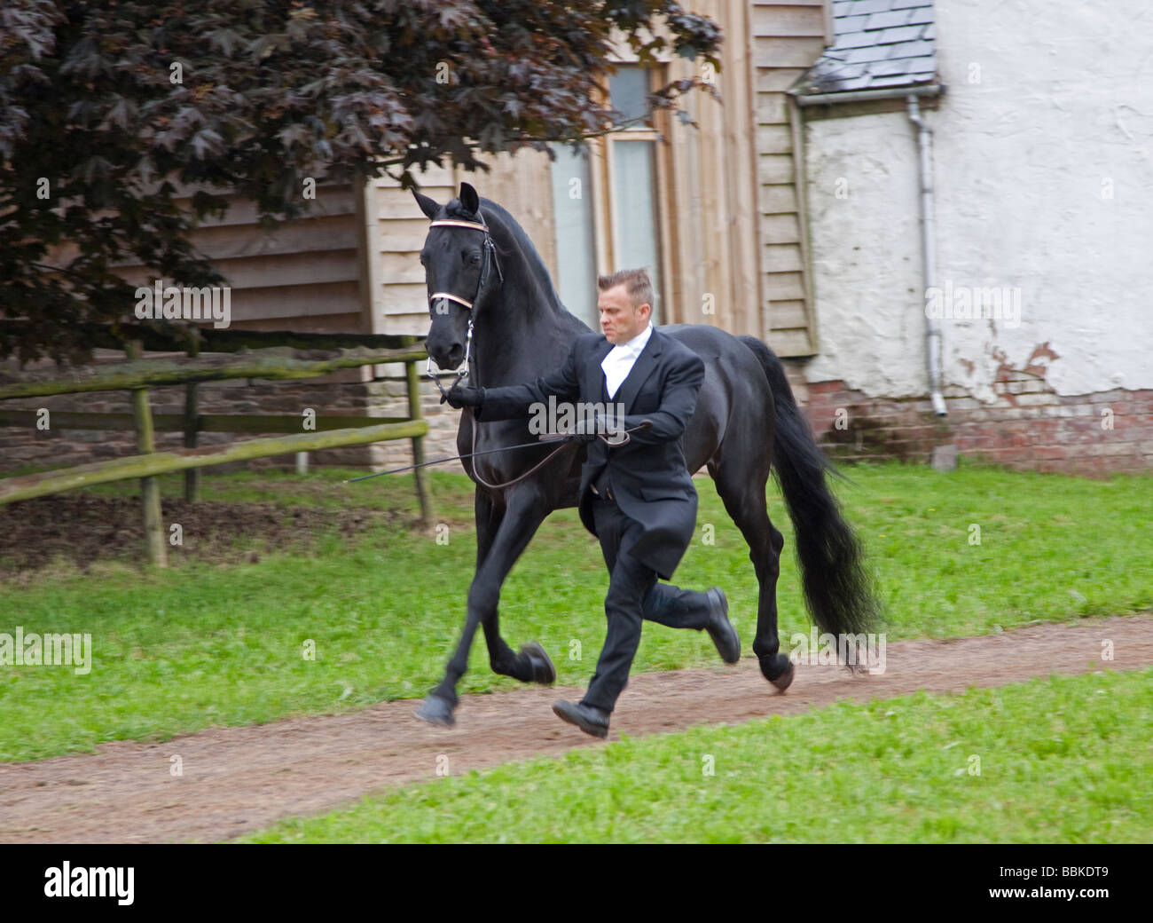 Morgan Black Horse stallone essendo mostrato Foto Stock