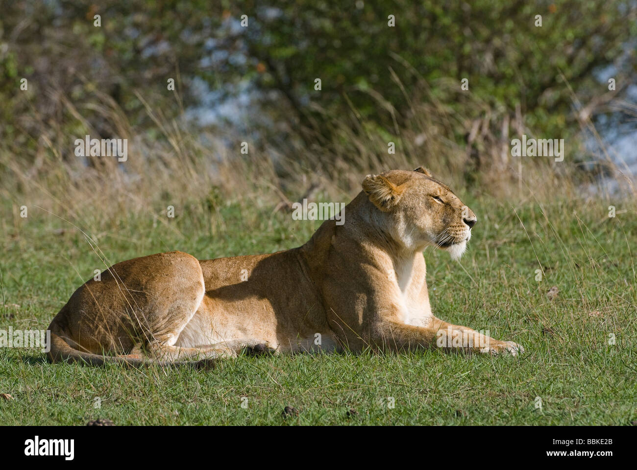 Lion Panthera leo leonessa Masai Mara Kenya Africa orientale Foto Stock