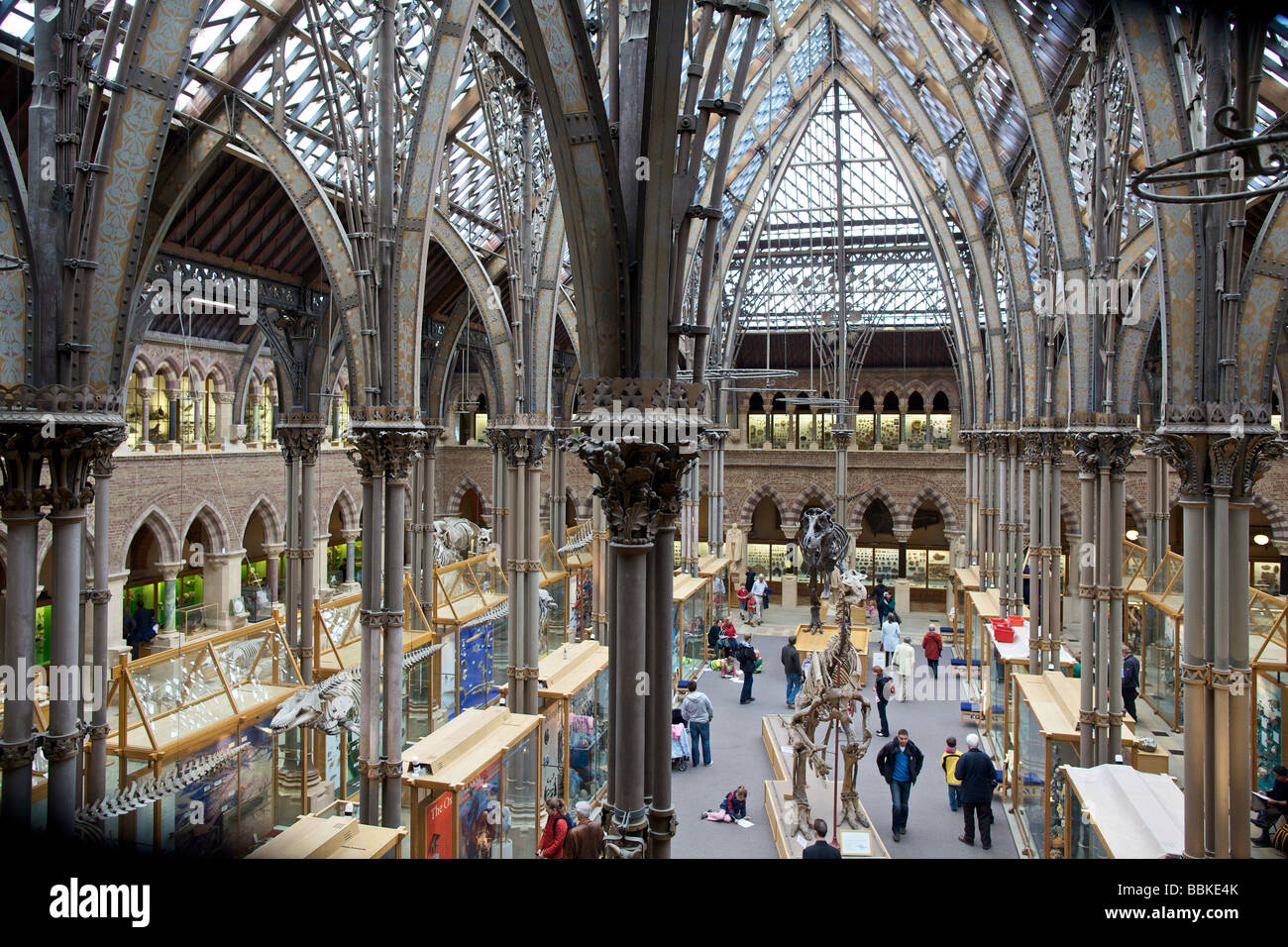 Oxford University Museum di Storia Naturale Inghilterra Foto Stock