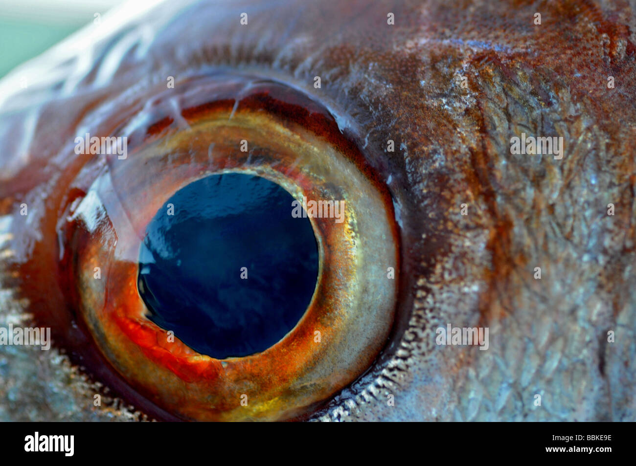 Fish Eye di orata Foto Stock