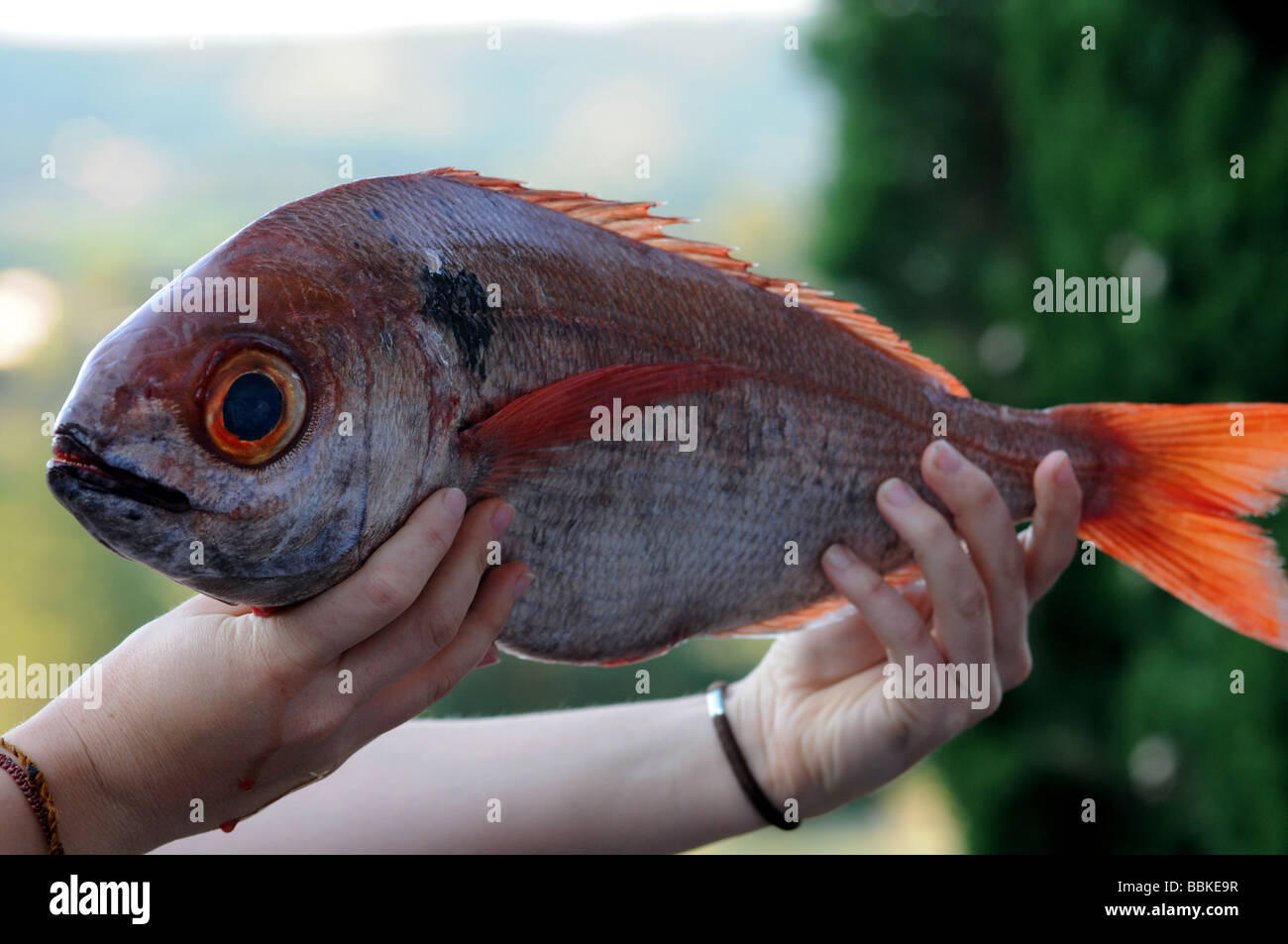 La donna le mani sono in possesso di un pesce Foto Stock